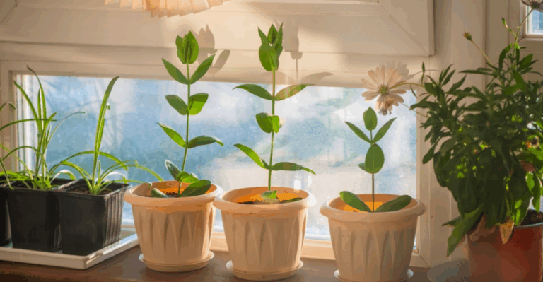 16 Container Plants That Can Move Indoors When Temperatures Drop
