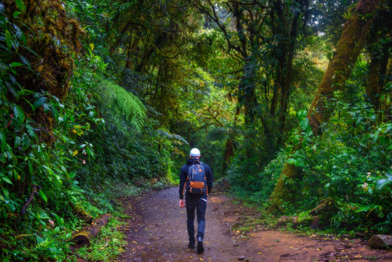 12 Ancient Forests Worth Traveling the World to See