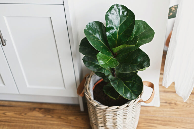 13 Best Floor Plants That Won’t Take Over the Room