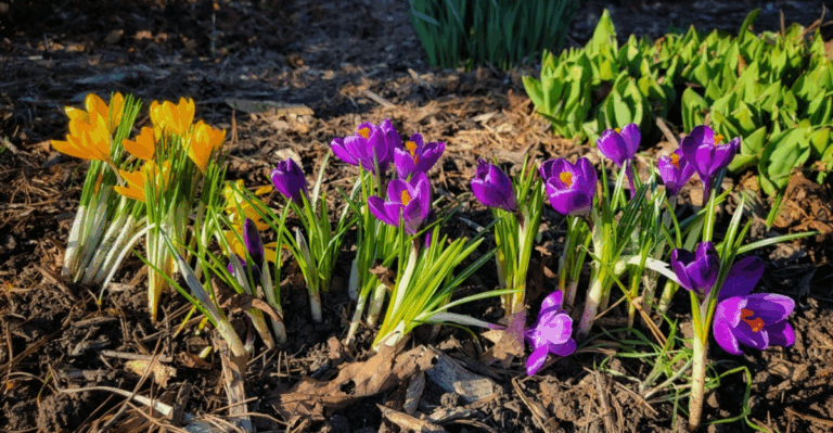 16 Flower Bulbs to Plant in October for a Beautiful Spring Garden