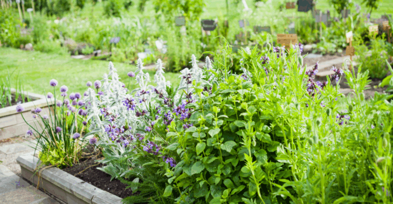 15 Herbs That Keep Growing Well into October