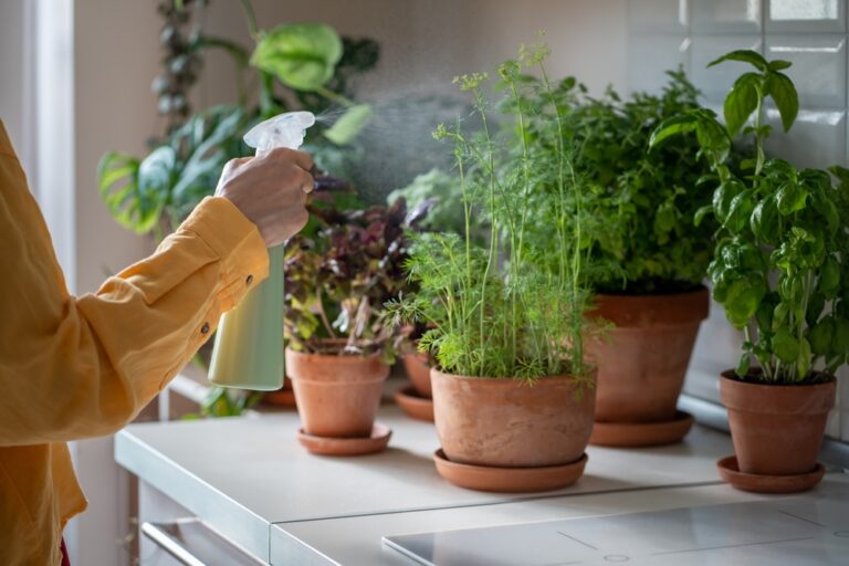 11 Herbs to Grow Indoors Once Outdoor Temperatures Drop