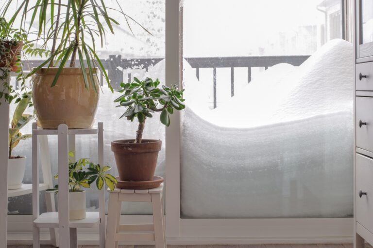 12 Indoor Plants That Add Life to Your Home During Cold Months