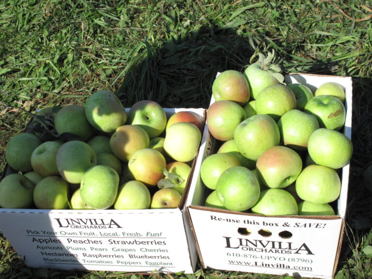 7 Farms Where You Can Join Apple Picking and Hayrides