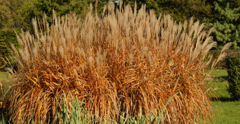 15 Ornamental Grasses That Shine in October Landscapes