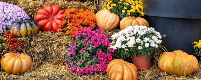 7 Outdoor Planter Ideas With Pumpkins and Mums