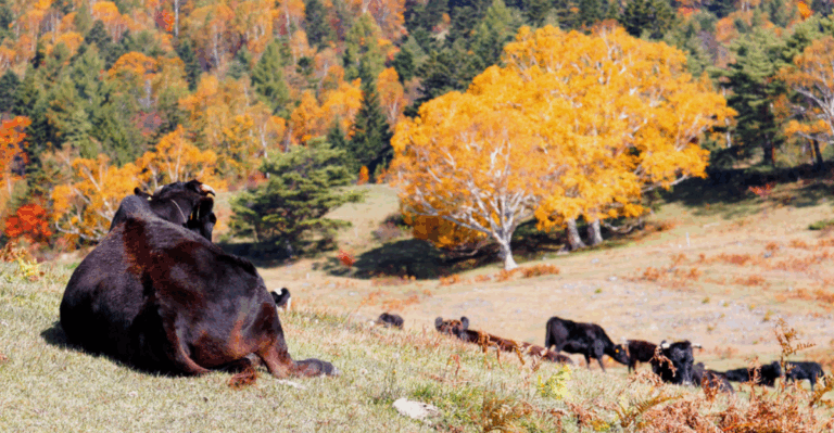 12 Fall Wildlife Tours Around the Globe