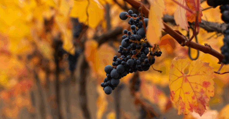 15 Wineries and Breweries With Fall Harvest Festivals