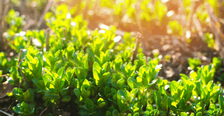 13 Hardy Herbs That Keep Growing Through November