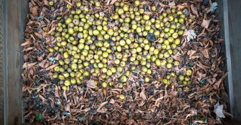 11 Compost Tips for November Gardeners