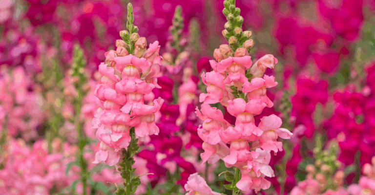 16 Cold-Tolerant Flowers That Brighten Up Late Fall