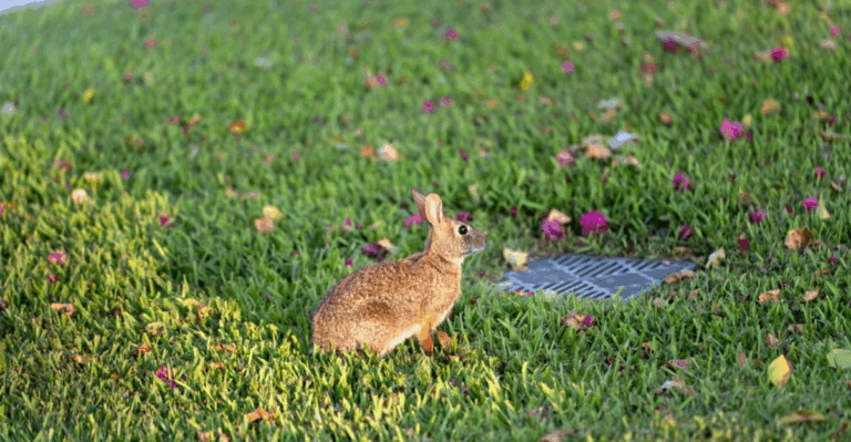 14 Simple Ways to Support Backyard Wildlife in November