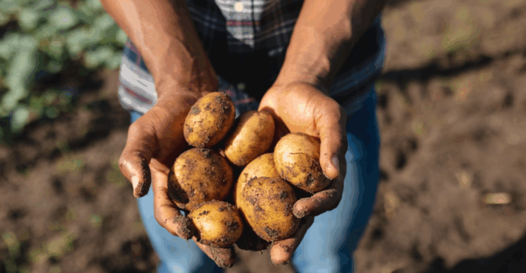 16 Root Vegetables to Harvest Before the First Frost