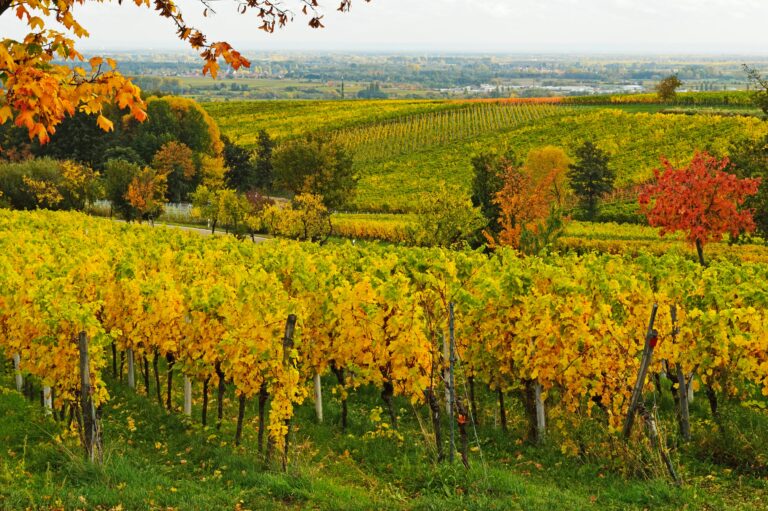 15 Scenic Vineyards Abroad to Visit This Fall