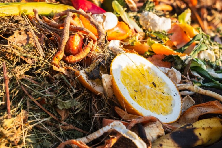 10 Things to Compost Before Winter Arrives