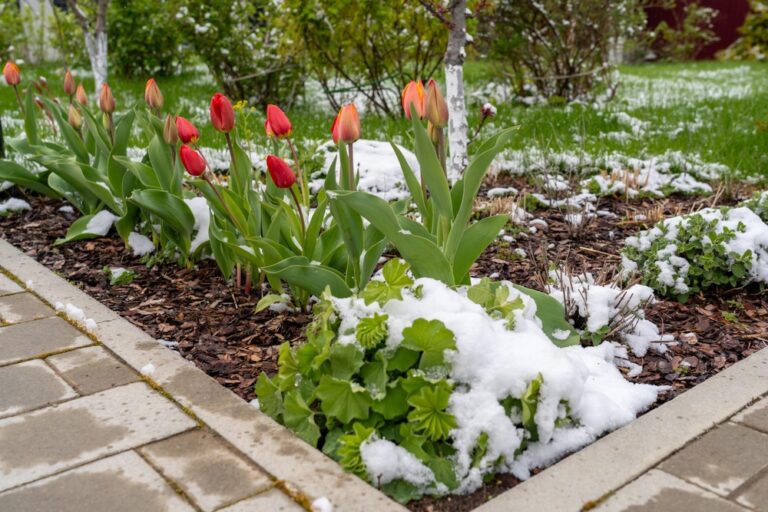 10 Tips for Mulching Beds to Protect Roots From Frost
