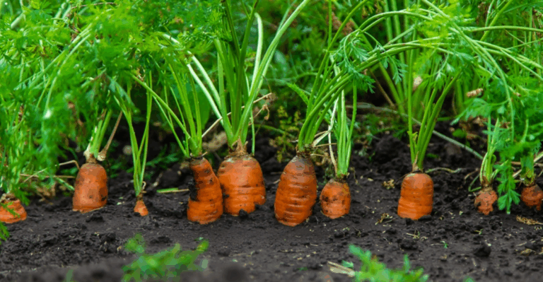 18 Vegetables You Can Still Plant in October