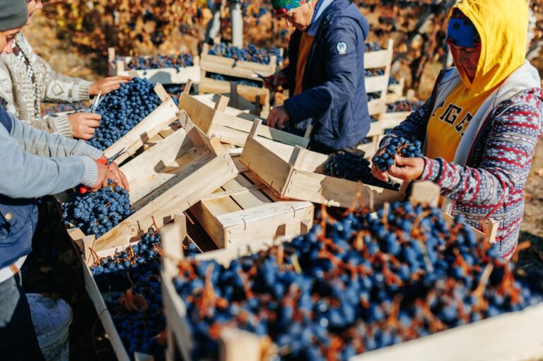 13 Wine Regions to Explore in the Fall Harvest Season