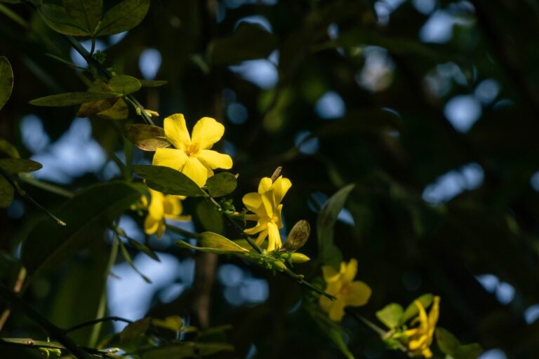 13 Trees With Late Winter Flowers That Make Yards Look Alive