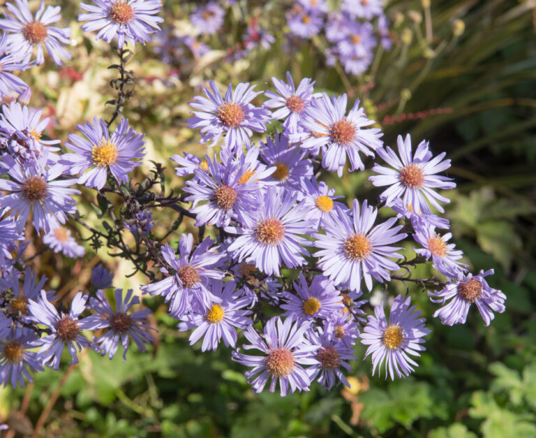 11 Long-Lasting Cut Flowers That Peak in Cool Weather