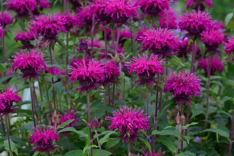 13 Tough Perennials That Bounce Back Fast After Cold Nights