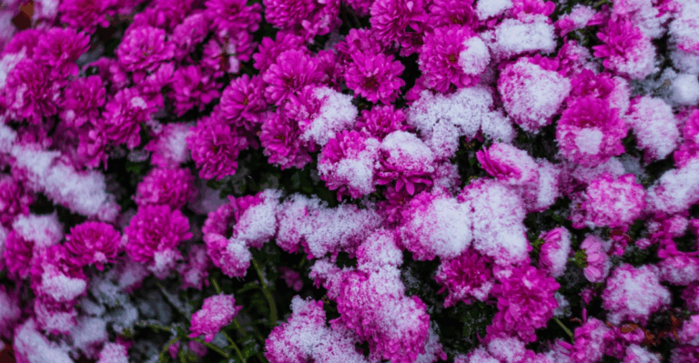 15 Blooms That Turn Vibrant as Temperatures Drop