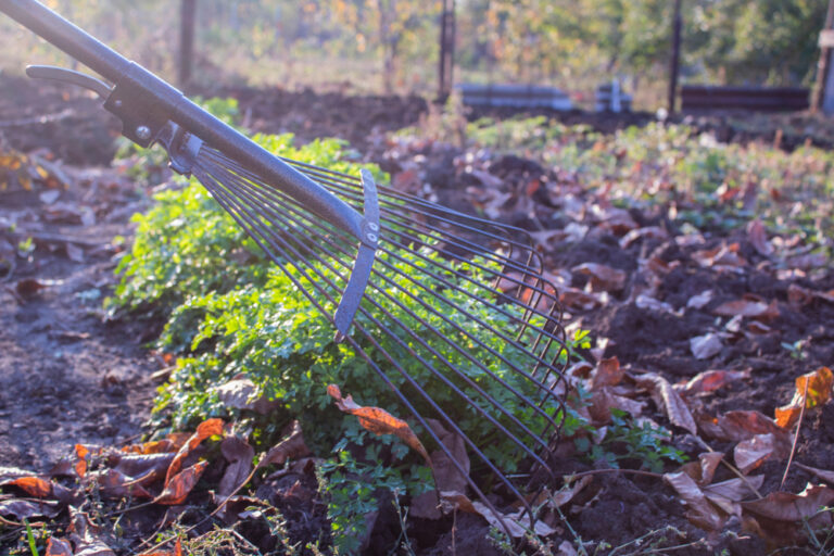 11 Smart Ways to Get Your Yard Ready for Winter