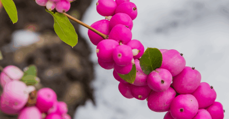 15 Colorful Foliage Plants That Don’t Mind the Cold