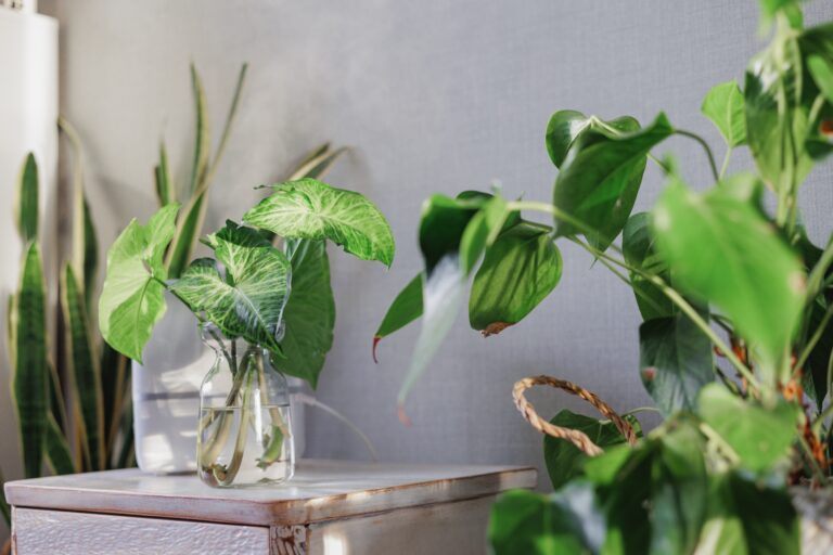 15 Container Plants That Thrive Indoors All Winter