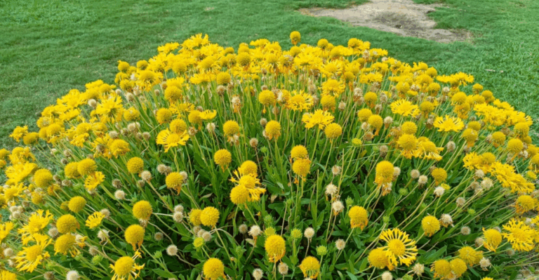 14 Evergreen Perennials That Keep Borders Lush All Year