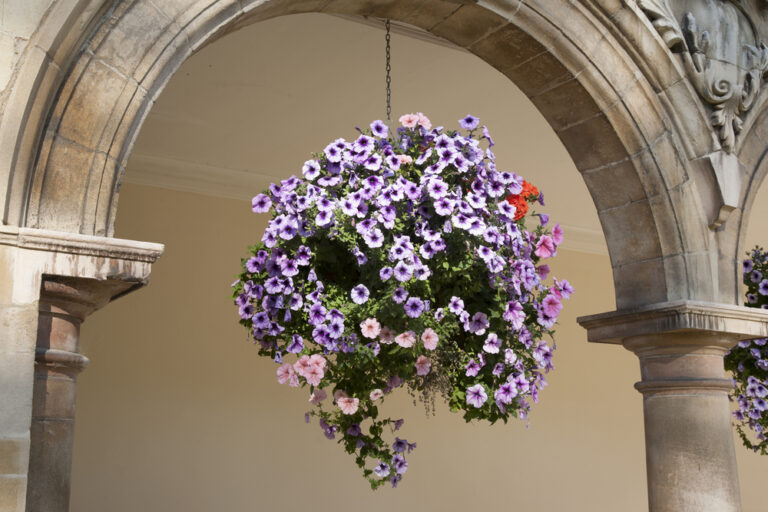 12 Container Plants That Stay Lively in Crisp Air