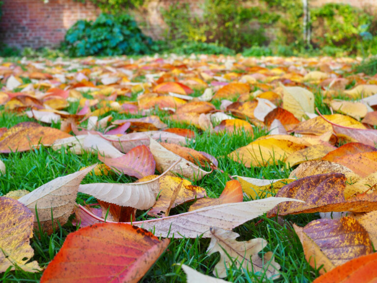 13 Easy Nature Walk Finds That Turn Into Garden Ideas at Home