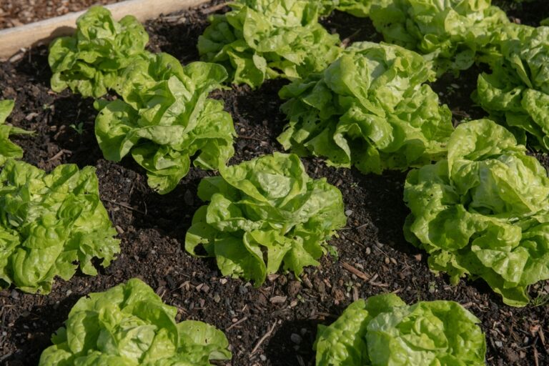 14 Things To Plant In February By Zone With Easy Indoor And Outdoor Options