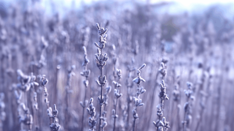18 Cold-Weather Herbs You Can Grow Year-Round
