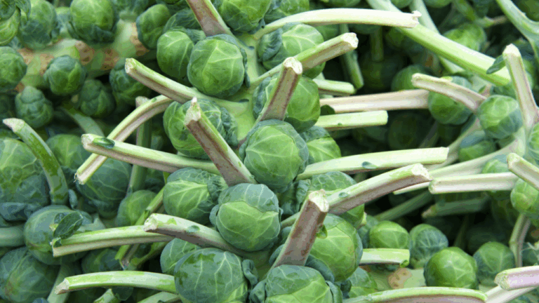 13 Cold-Weather Vegetables That Keep Producing