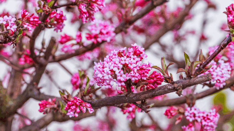 11 Fragrant Winter Blooms That Thrive in the Cold