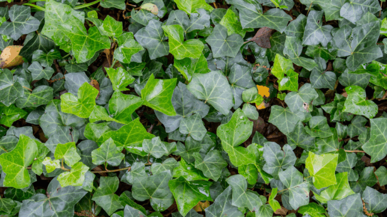 15 Hardy Ground Covers That Survive Snow and Ice