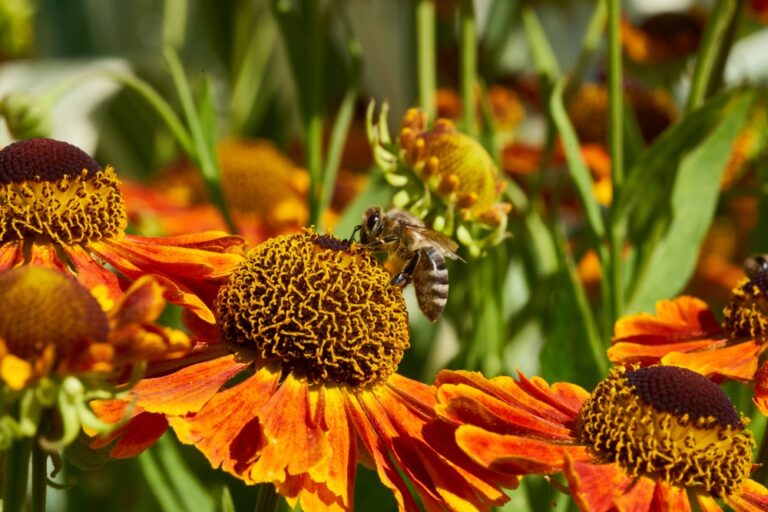 11 Native Plants That Support Pollinators Into Late Fall