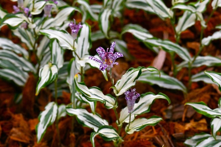 11 Shade-Tolerant Plants That Come Alive in Autumn