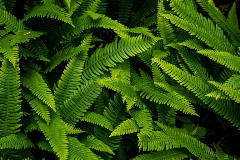 13 Hardy Ferns That Stay Green Through Winter