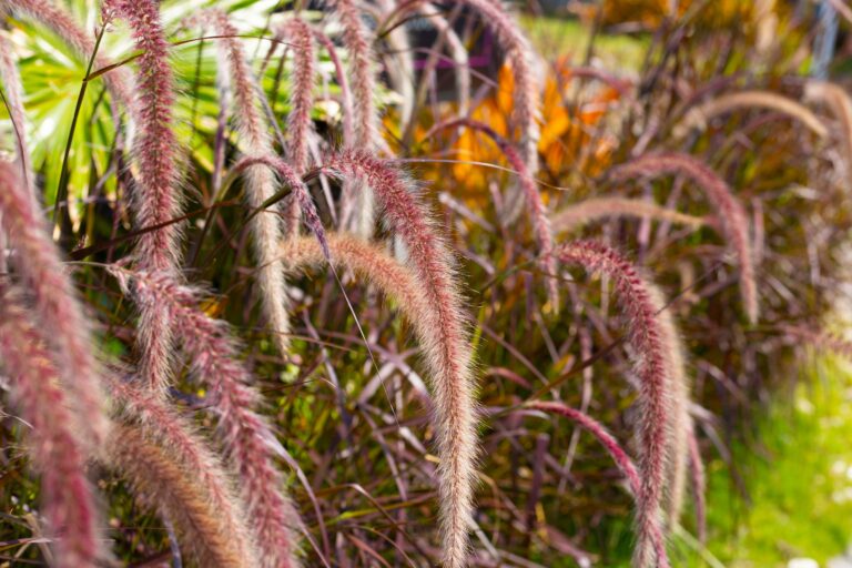 14 Ornamental Grasses That Add Texture All Winter