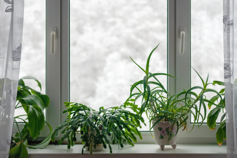 12 Houseplants That Love Cozy Indoor Temperatures in Winter