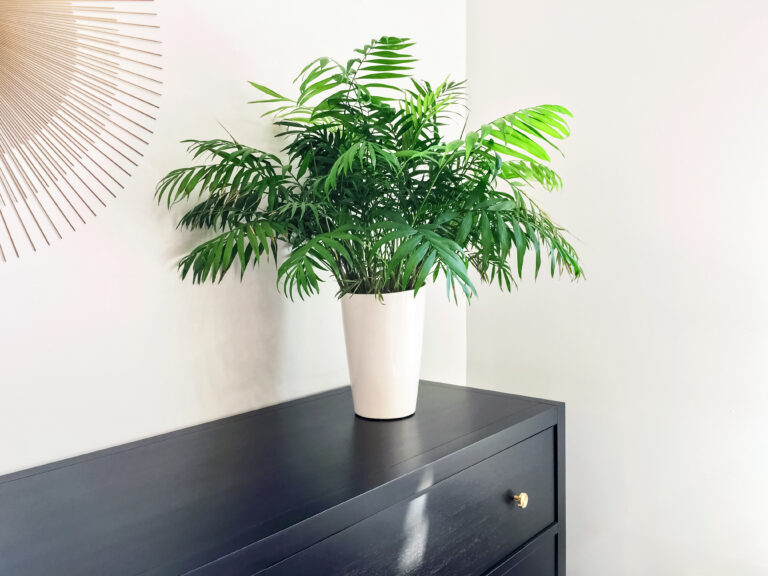 13 Tropical Plants That Adjust Well to Winter Indoors