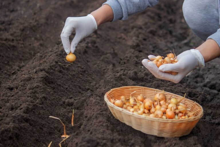 13 Plants You Can Still Grow in November (Even in Cold Weather)