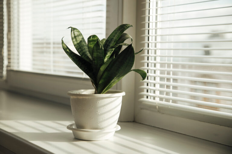 15 Indoor Plants That Brighten Up Winter Windowsills