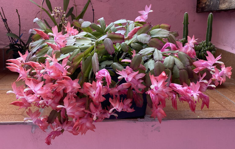 12 Pretty Winter Blooming Plants for Indoor Spaces