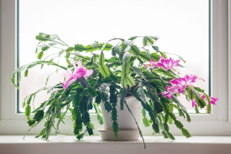14 Colorful Houseplants That Break Up Winter Gray
