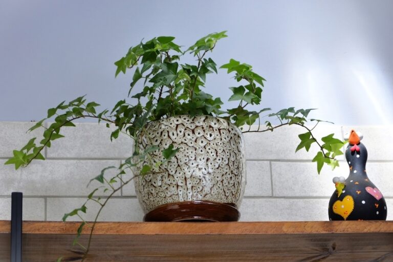 10 Trailing Plants That Look Lovely in Winter Light