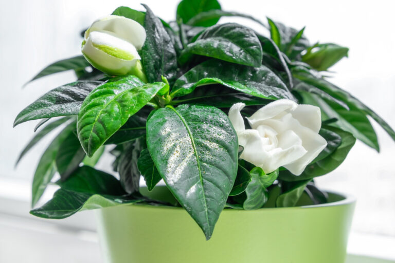 12 Fragrant Indoor Plants That Make Winter Days Feel Softer
