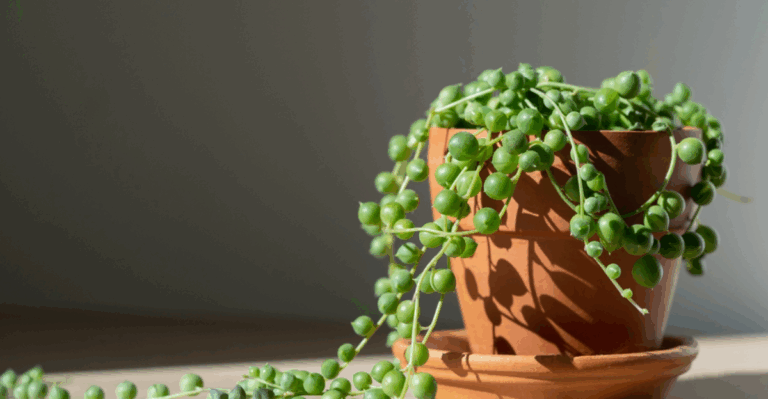 14 Rare Tropical Plants That Collectors Still Want